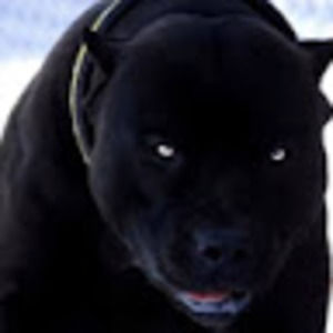 Meet your Posher, Bill